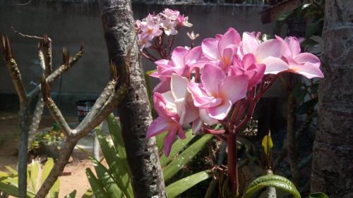 Negombo Bed & Breakfast | Ocean View at Sampathaa Residence - Rated 9/10 by Guests