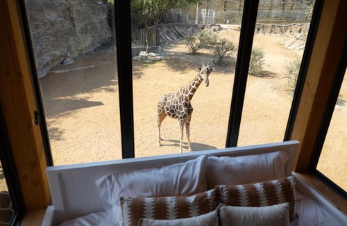 San Antonio Cabin | San Antonio Zoo - Spekboom Giraffe Lodge