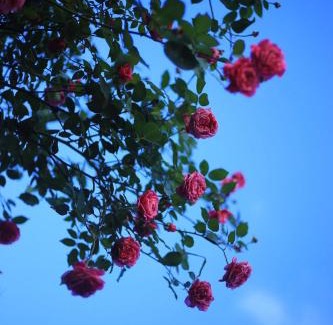 Sa Pa House | Enjoy Nature at Sapa Jungle Homestay with Oceanfront Views
