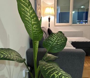 Pirot Apartment | Pet-Friendly Sava Lux Apartman: Guest Rated 10/10 Stay