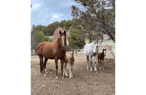 Nephi House | Secluded Setting Sun Ranch Home