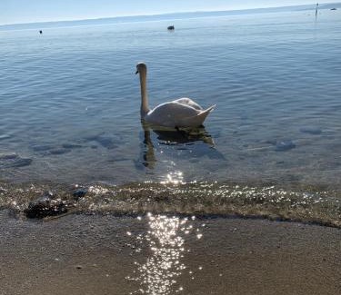 Meersburg Apartment | Seebrise: Oceanfront Retreat with Music & Wine Experience