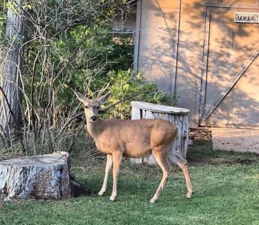 Springville House | Sequoia Retreat: Pet-Friendly Cabin with Hot Tub & Sundeck
