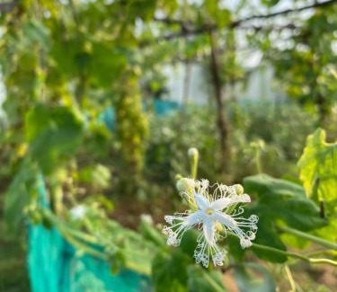 Kalpakkam Villa | Discover Serenity Farms: Family-Friendly Stay with Pool