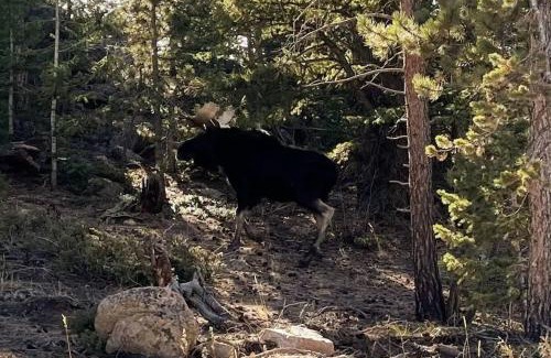 Saint Mary's House | Pet-Friendly Shady Pines: Cozy Mountain Retreat Awaits