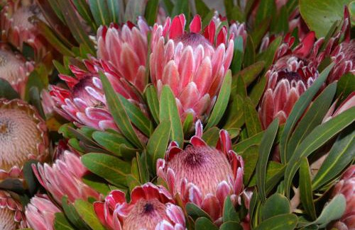 Eersterivierstrand House | Discover Shamrock Cottage: 4-Star Oceanfront Getaway