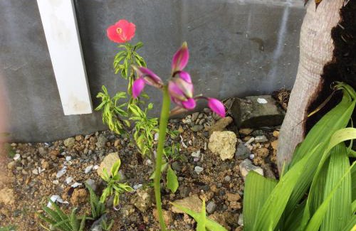 Okinawa House | Pet-Friendly Retreat at Shimanchu Guest House Yuien