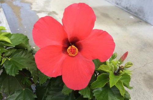 Okinawa House | Pet-Friendly Retreat at Shimanchu Guest House Yuien