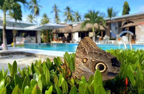 El Jobo Hotel | Discover Show Pony Beach Resort and Suites: Oceanfront Bliss