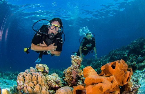 Batudaka Island Resort | Discover Sifa Diving Resort: Rated 9/10 with Oceanfront Bliss