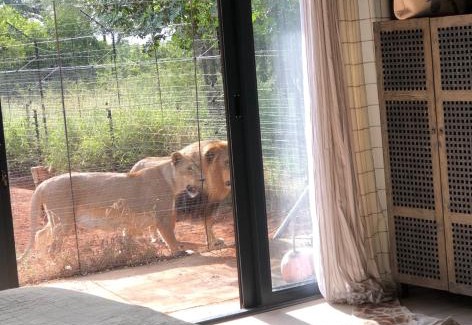 Lephalale Bed & Breakfast | Discover Simba Safaris African Pride Lodge with Ocean Views