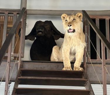 Lephalale Bed & Breakfast | Discover Simba Safaris African Pride Lodge with Ocean Views