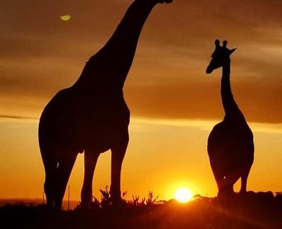 Loerieheuwel Apartment | Discover Simbonga Game Reserve & Sanctuary - Rated 9.3/10!