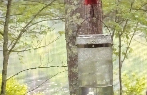 Boulder Junction Cabin | Top-Rated Singwakiki - The Pad on Nichols Lake Getaway