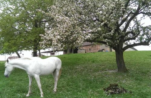 Grimma Apartment | Discover Sinnes Wandel Hof Serka: Top-Rated Pet-Friendly Stay