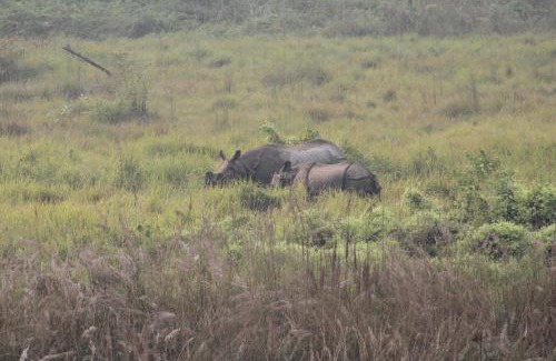 Devachuli Apartment | Pet-Friendly Retreat at Sishawar Chitwan Tiger Resort