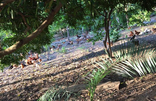 Teresina de Goias House | Discover Sitio Frutas do Cerrado: Pet-Friendly Retreat, Rated 9/10