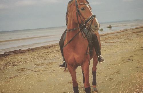 Laholm Bed & Breakfast | Cozy Skummeslöv B & B with Breakfast and Pet-Friendly Stays