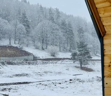 Bakuriani Apartment | Explore Snow Forest Bakuriani: Family & Pet-Friendly Retreat