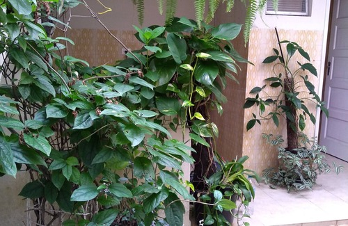 Jordanopolis House | Experience Comfort Amidst Lush Gardens at Sobrado