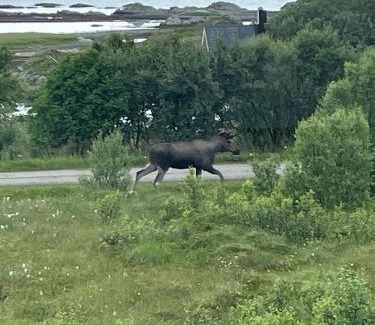 Oksnes House | Sommerfjøs Ranchen