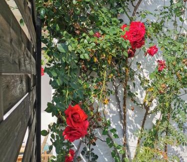 Lindenberg im Allgaeu Apartment | Experience Oceanfront Bliss at Sonnenoase Lindenberg