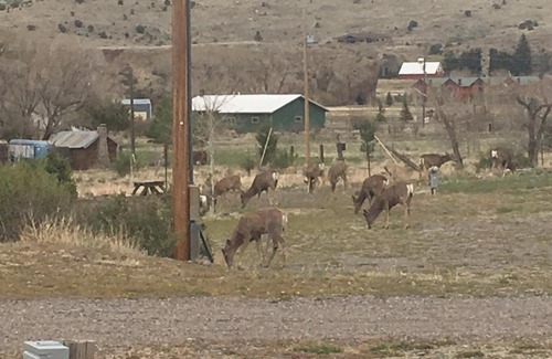 South Fork Cabin | Explore South Fork Lodge & RV Park: Pet Friendly Retreat