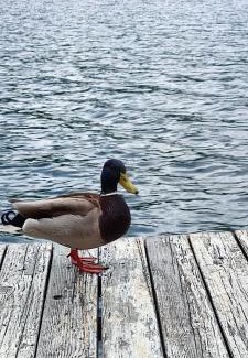 Bajina Basta Apartment | Pet-Friendly Splav Wake by the Lake – Guest Rated 10/10