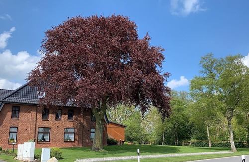 Elskop Apartment | Cozy Holiday Apartment Elskop for Couples with Kitchen