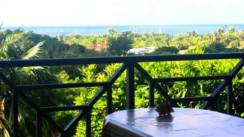 Sainte-Anne Apartment | Oceanfront Studios with Caribbean Sea Views and Pet-Friendly Perks