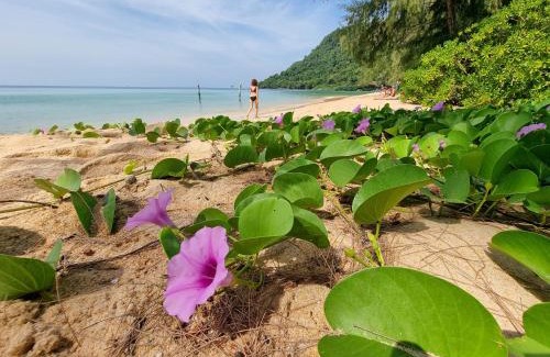 Koh Rong Sanloem Resort | Cozy SunBoo Beach Bungalows with Oceanfront Pool & Pets