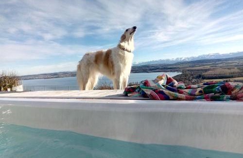 Bellerive Bed & Breakfast | Experience Swiss Borzoi House: Oceanfront Getaway Awaits
