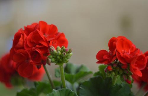 Abod Apartment | Family-Friendly Retreat at TÉLI BEREK VENDÉGHÁZ