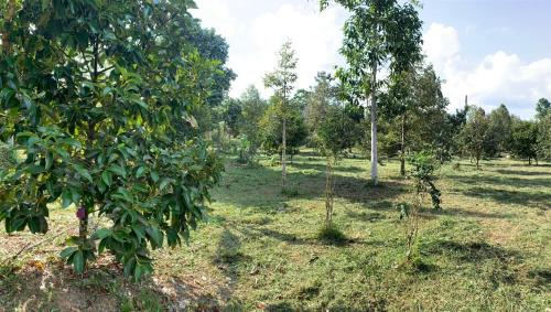 Lan Saka House | Welcoming Taluangjit Resort & Garden: Pet-Friendly Retreat