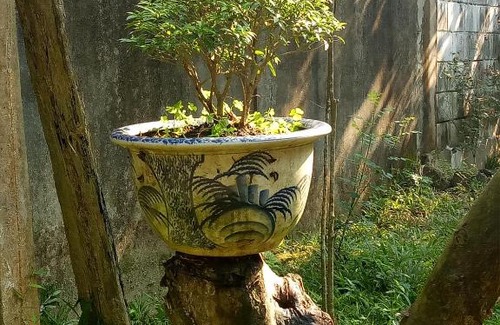Huong Tra House | Discover Tam Tinh Vien Homestay: Pet-Friendly Haven