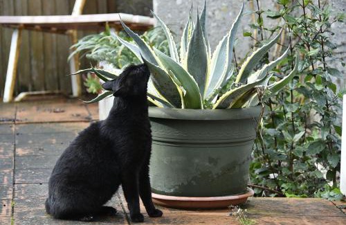 Tavullia Bed & Breakfast | Comfortable Stay at Tarcisio B&B with Pet-Friendly Amenities