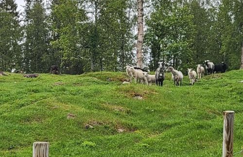 Hattfjelldal Other | Remarkable Telt 2: Perfect for Families and Pets