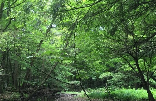 Spencer RV Rental | Tentrr Signature Site - Forest Fairy Tale By The Creek