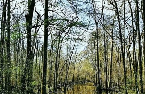 Springfield RV Rental | Tentrr State Park Site - Louisiana Tickfaw State Park - Pond View A - Single Cam
