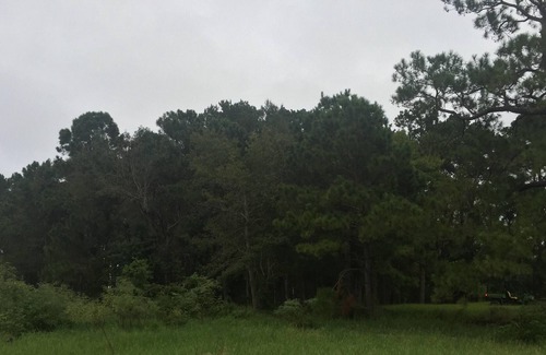 Anacoco RV Rental | Tentrr State Park Site - Louisiana South Toledo Bend State Park - Site F - Sing
