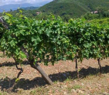 Santa Marina House | Tenuta del Bifan: Family-Friendly Retreat with Pool Access