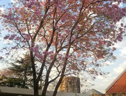 Parana Cabin | Pet Friendly Terrazas Paraná: Enjoy Pool and Breakfast