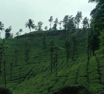 Vythiri House | Discover Thalamala Vythiri: Family-Friendly Retreat with Breakfast