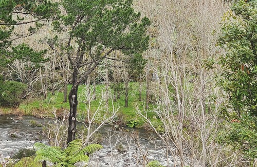 Coromandel Forest Park House | Thames River Valley Studio Retreat 3