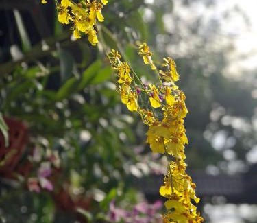 Cu Chi House | Pet-Friendly Thanh Thuy: Rated 9/10 with Breakfast Included