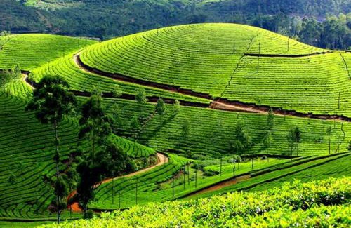 Idukki Apartment | Pet-Friendly Haven at The Ark - Perfect for Families