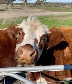 Brukunga Bed & Breakfast | The Barn at Piney Ridge Farm - Bed & Breakfast