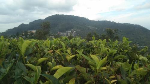 Haputale House | Family-Friendly Stay at The Bawa's Guest House - Rated 10/10