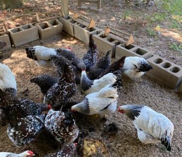 Aiken Bed & Breakfast | Unforgettable Stays at The Birdnest Inn - Rated 10/10!