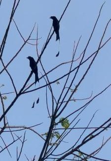 Gudalur House | The Bulbul Nest Homestay